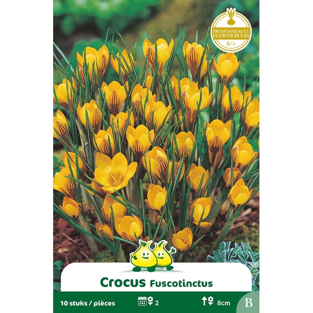 Image de Paquet BOTANIQUE CROCUS FUSCONTINCTUS  cal :6/+