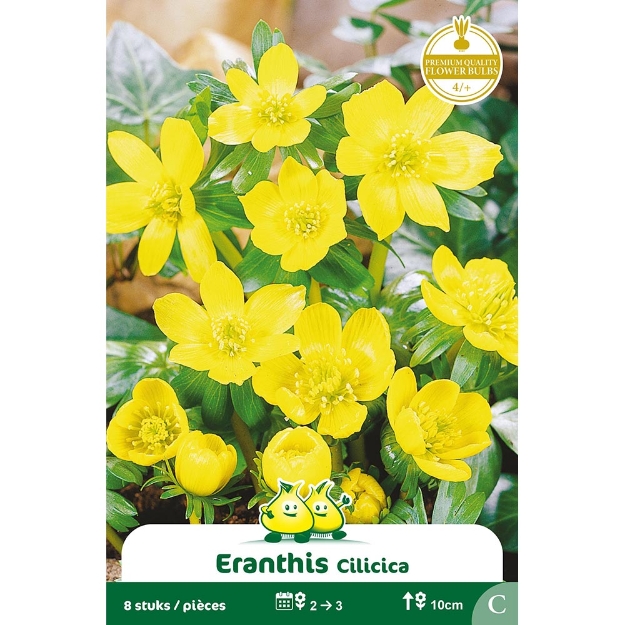 Image de Paquet ERANTHIS HEYMALIS C cal :4/+