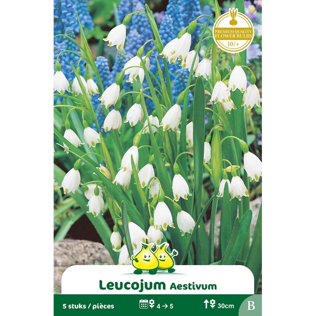 Image de Paquet LEUCOJUM AESTIVUM B cal :10/+