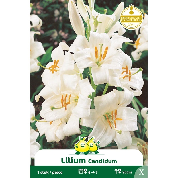 Image de Paquet LILIUM CANDIDUM  cal :20/+