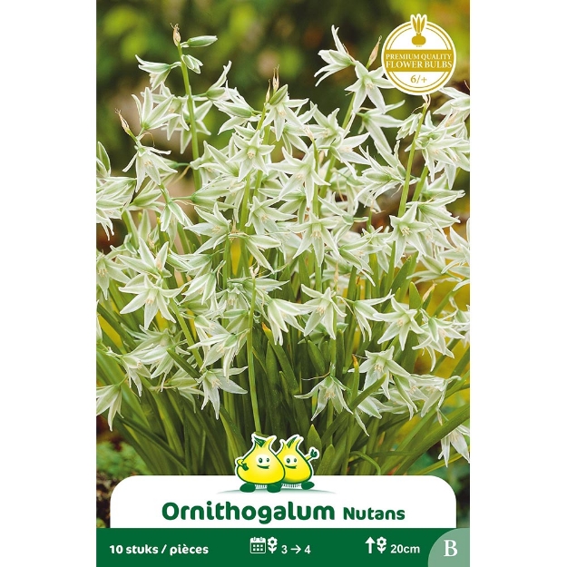 Image de Paquet ORNITHOGALUM NUTANS B cal :6/+
