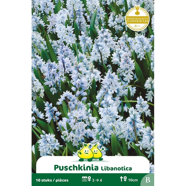 Image de Paquet PUSCHKINIA LIBANOTICA B cal :6/+