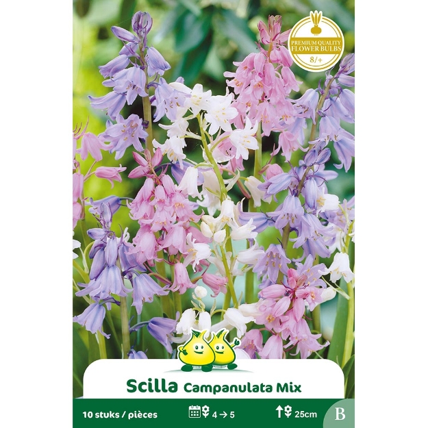 Image de Paquet SCILLA-BOSJACINTHE  CAMPANULATA MIX B cal :8/+