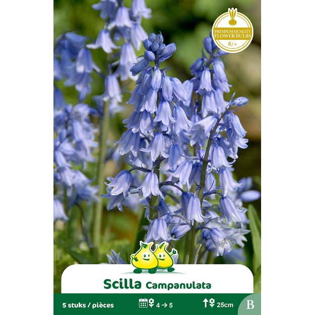 Image de Paquet SCILLA-BOSJACINTHE  CAMPANULATA BLAUW cal :8/+