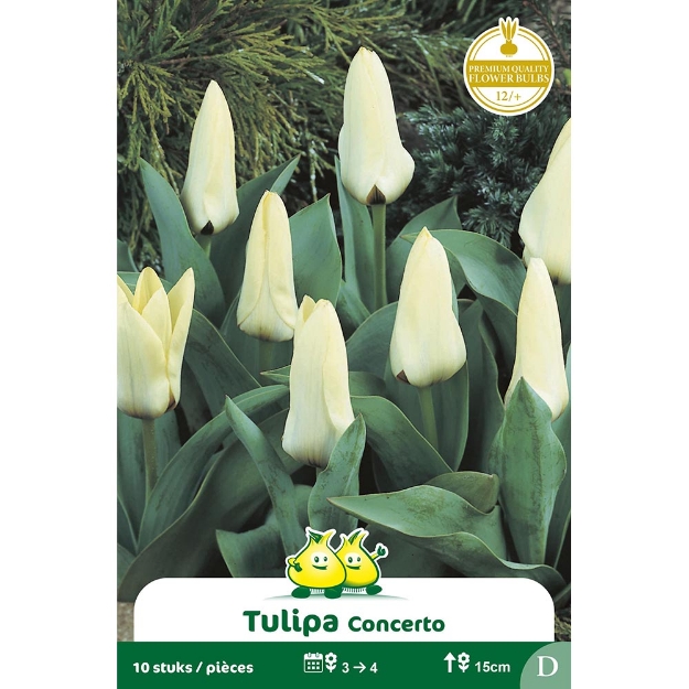 Image de Paquet KAUFMANNIANA CONCERTO D cal :12/+