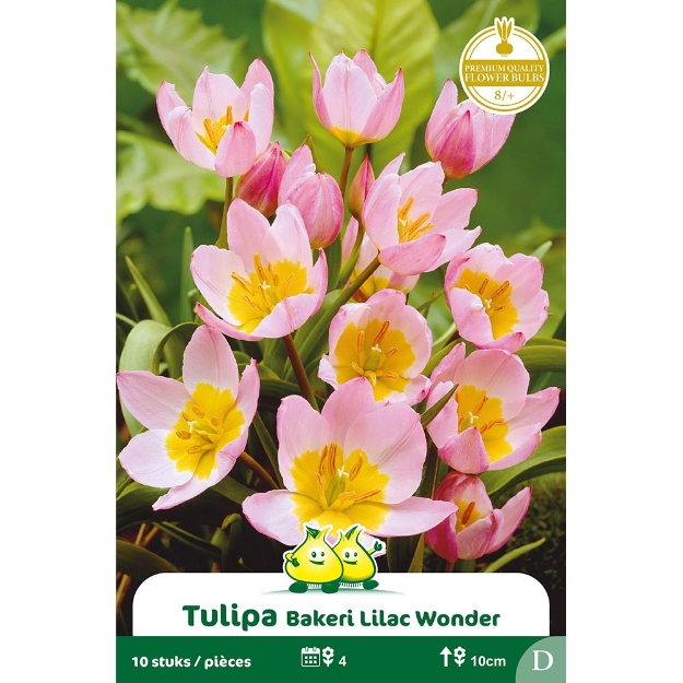 Image de Paquet MINI BAKERI LILAC WONDER  cal :8/+