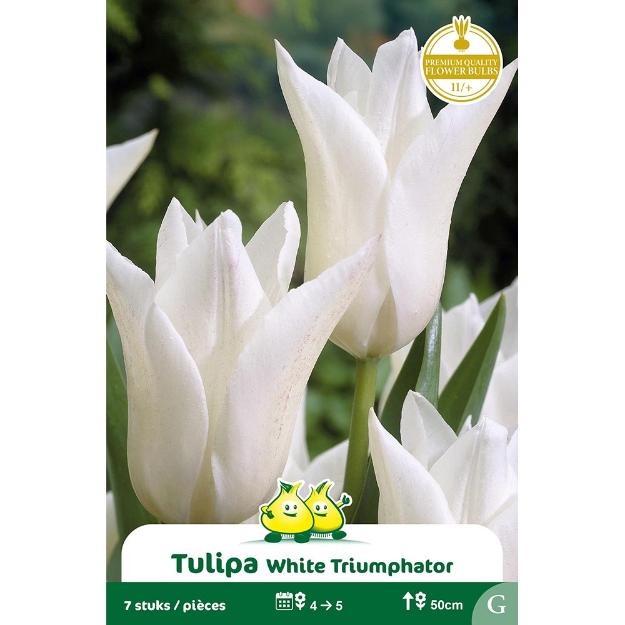Image de Paquet FLEUR DE LIS WHITE TRIUMPHATOR  cal :12/+