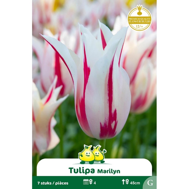Image de Paquet FLEUR DE LIS MARILYN  cal :12/+