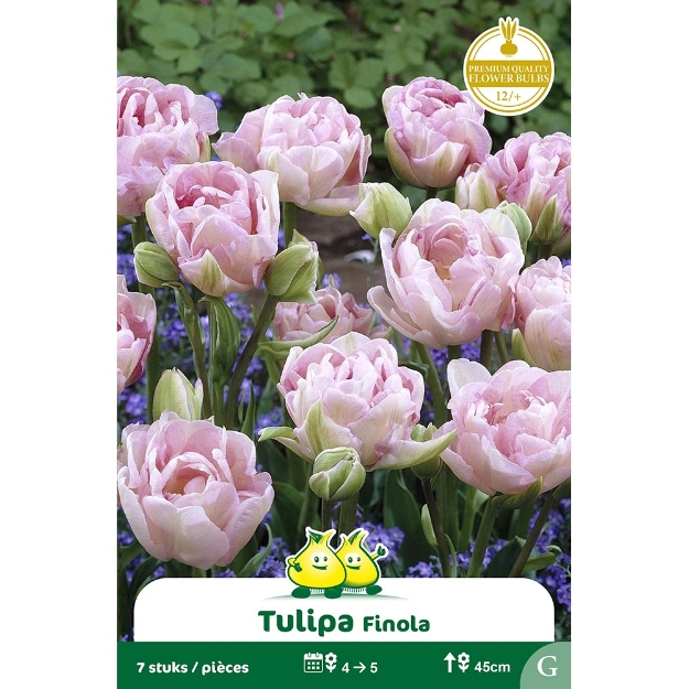 Image de Paquet TULIPES DOUBLE FINOLA ANGELIQUE    cal :12/+