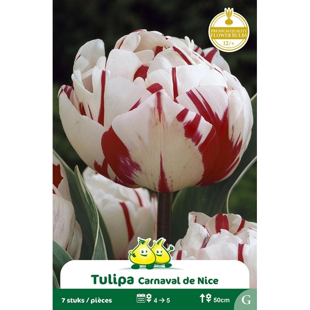 Image de Paquet TULIPES DOUBLE CARNEVAL DE NICE  cal :12/+