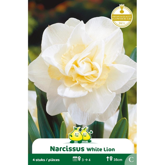 Image de Paquet NARCIS WHITE LION C cal :14/+