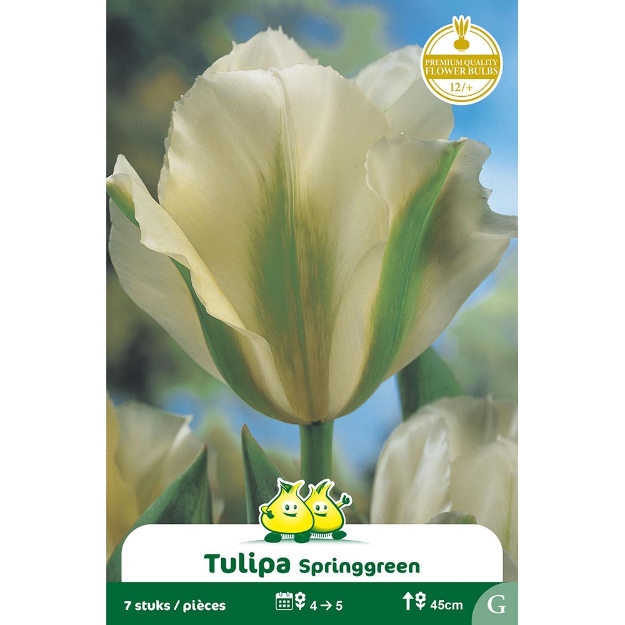 Image de Paquet VIRIDIFLORA SPRINGGREEN  cal :12/+