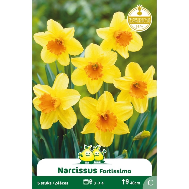 Image de Paquet NARCIS   FORTISSIMO C cal :14/+