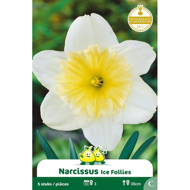 Image de Paquet TROMPET NARCIS  ICE FOLLIES C cal :14/+