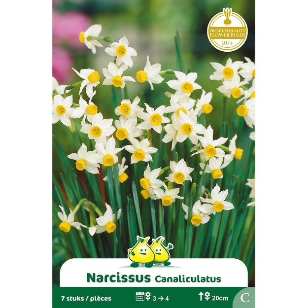 Image de Paquet BOTANIQUE NARCIS  CANALICULATUS C cal :10/+