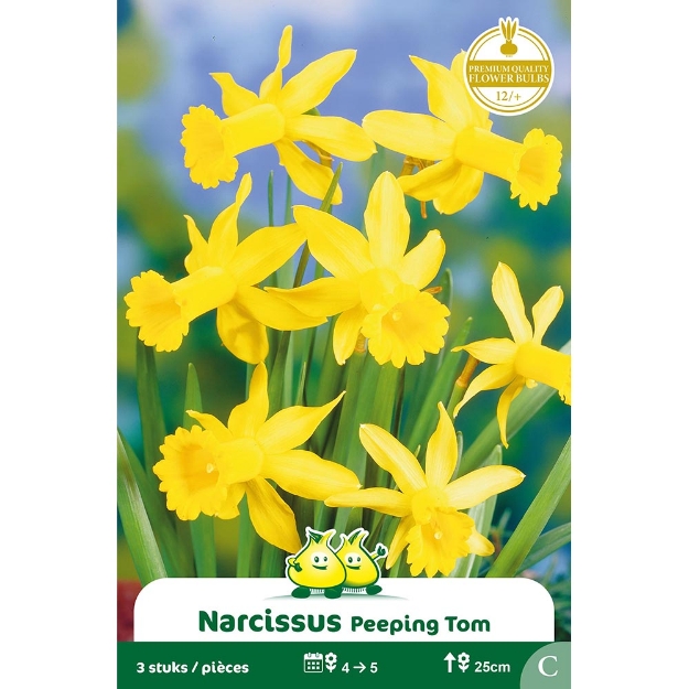 Image de Paquet BOTANIQUE NARCIS  PEEPING TOM C cal :12/+
