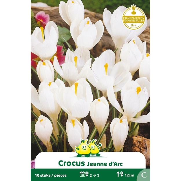 Image de Paquet CROCUS  WIT  -BLANC  cal :8/+