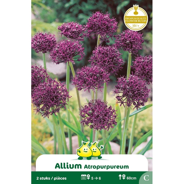 Image de Paquet ALLIUM ATROPURPUREUM C cal :10/+