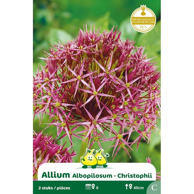 Image de Paquet ALLIUM ALBOPILOSUM - CHRISTOFFII C cal :12/+