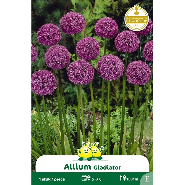 Image de Paquet ALLIUM GLADIATOR cal :20/+