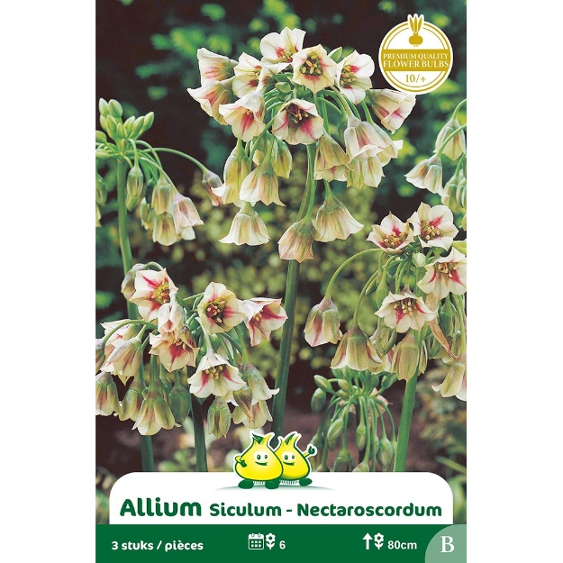 Image de Paquet ALLIUM SICILUM B cal :10/+
