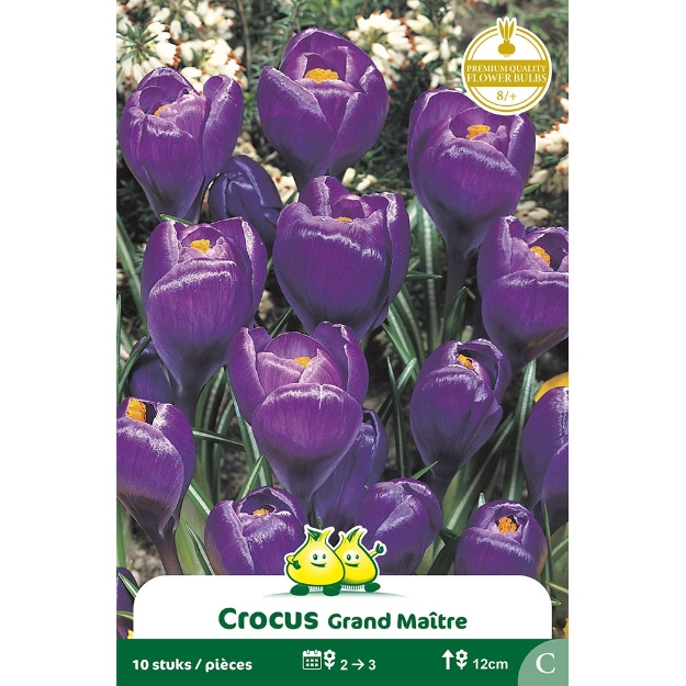 Image de Paquet CROCUS  BLEU FONCE   cal :8/+