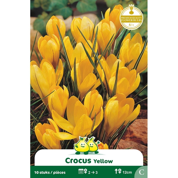 Image de Paquet CROCUS  GEEL  cal :8/+
