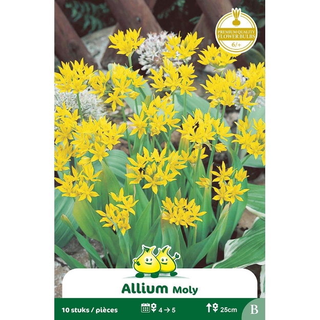 Image de Paquet ALLIUM MOLY B cal :6/+