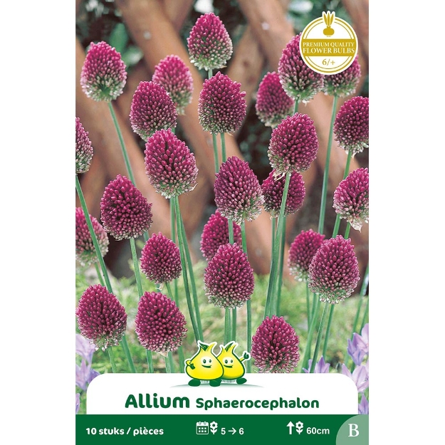 Image de Paquet ALLIUM SPHAEROCOPHALUM B cal :6/+