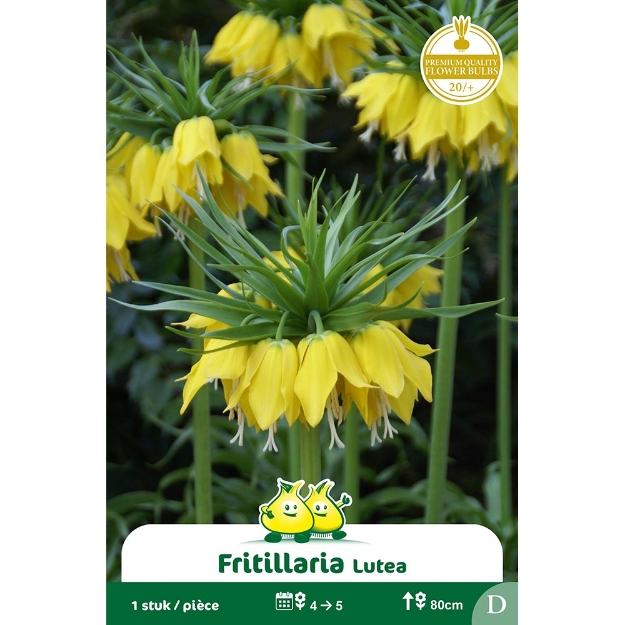 Image de Paquet FRITULLARIA LUTEA - JAUNE  G cal :20/+