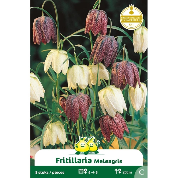 Image de Paquet FRITULLARIA MELEAGRIS C cal :8/+