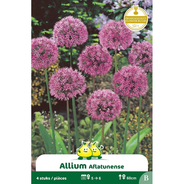 Image de Paquet ALLIUM AFLATUNENSE B cal :12/+