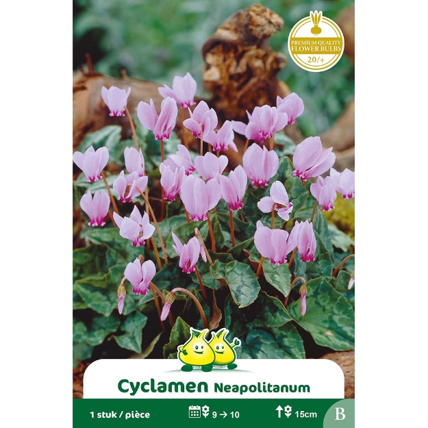 Image de Paquet CYCLAMEN  B cal :I
