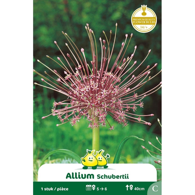 Image de Paquet ALLIUM SCHUBERTII C cal :14/+