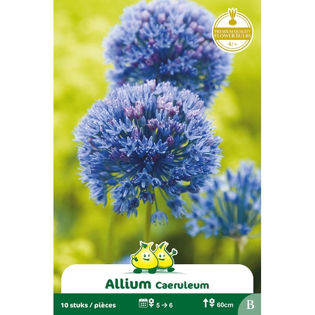 Image de Paquet ALLIUM CAERULEUM B cal :4/+
