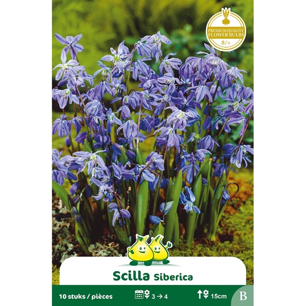 Image de Paquet SCILLA SIBERICA B cal :8/+