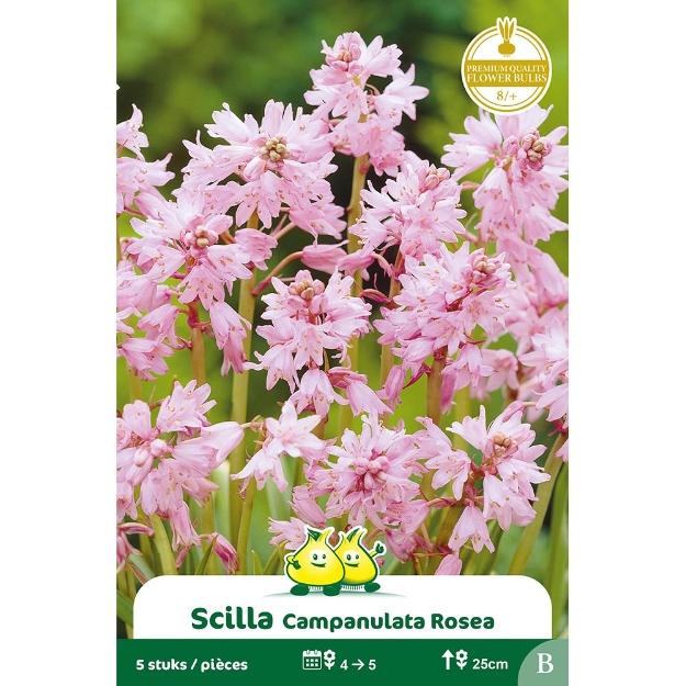 Image de ZAKJES SCILLA BOSHYACINT CAMPANULATA ROSE cal :8/+