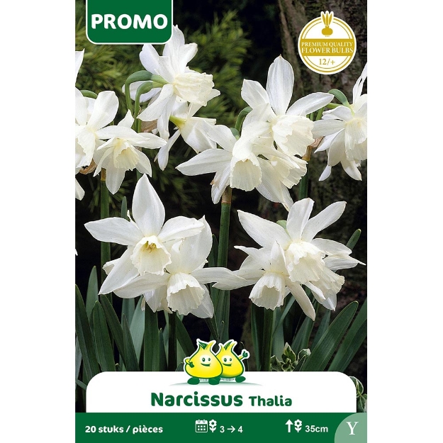 Image de Paquet NARCIS THALIA 20 ST Y cal :12/+