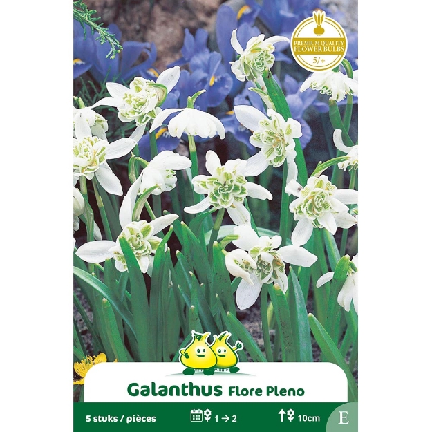 Image de Paquet GALANTHUS FLORE PLENO E cal :6/+