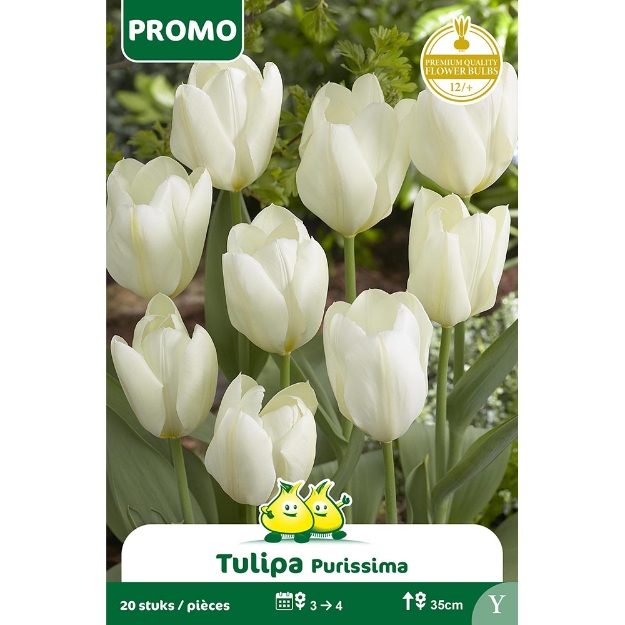 Image de Paquet TULIPE FORSTERIANA PURISSIMA 20p Y cal :12/+