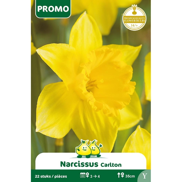 Image de Paquet NARCIS CARLTON 22 ST Y cal :14/+