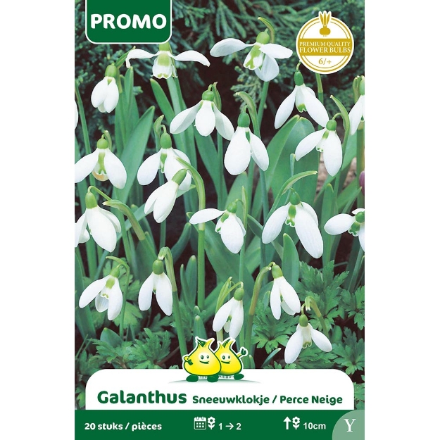 Image de Paquet GALANTHUS  20 STUKS Y cal :6/+