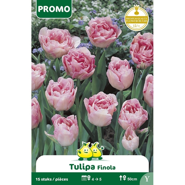 Image de Paquet TULIPE  ANGELIQUE 15 ST Y cal :12/+