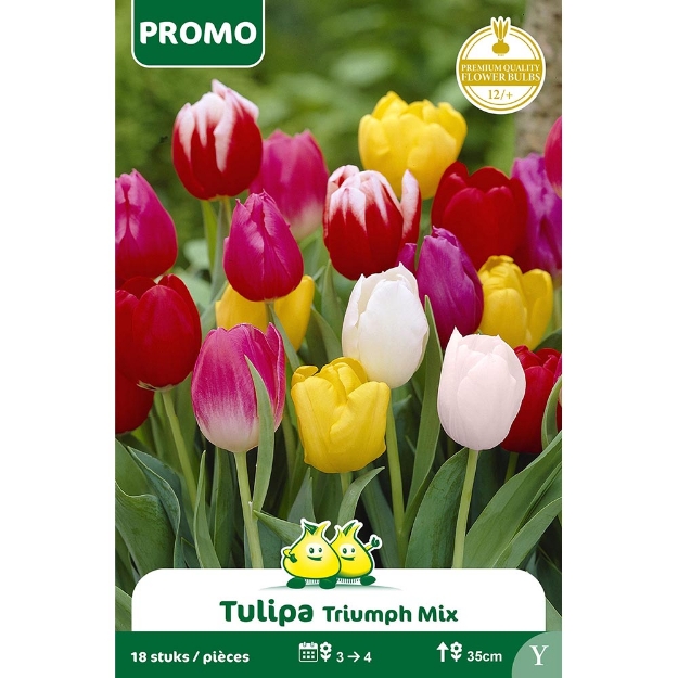 Image de Paquet TULIPE 18 ST MIX Y cal :12/+
