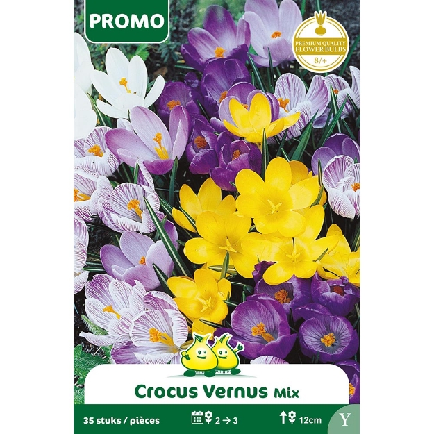 Image de Paquet CROCUS MIX 35 ST  Y cal :8/+