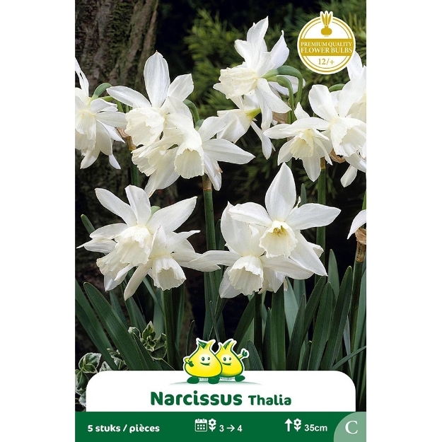 Image de Paquet BOTANIQUE NARCIS  THALIA C cal :12/+