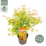 Image de Acer palm. 'Orange Lace' (PBR)