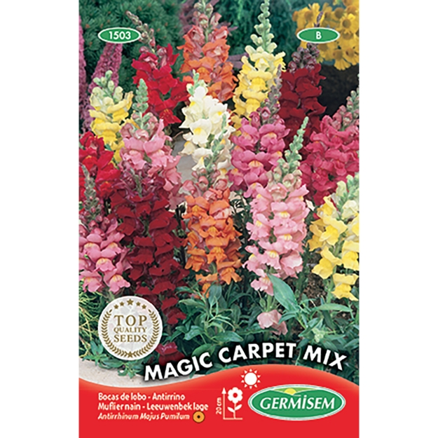 Image de Graines d'antirrhinum (muflier) nain magic carpet varié