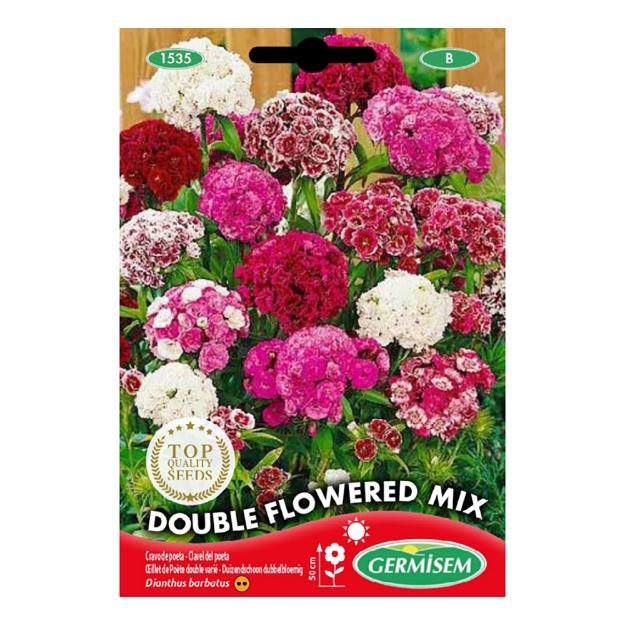 Image de Graines de dianthus barbatus (œillet de poète) à fleurs doubles variées