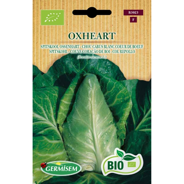 Image de Graines bio de Chou cabus blanc Coeur de Boeuf